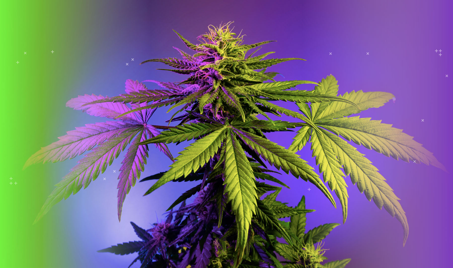 img-planta-cannabis-Green-times-are-coming-kunk